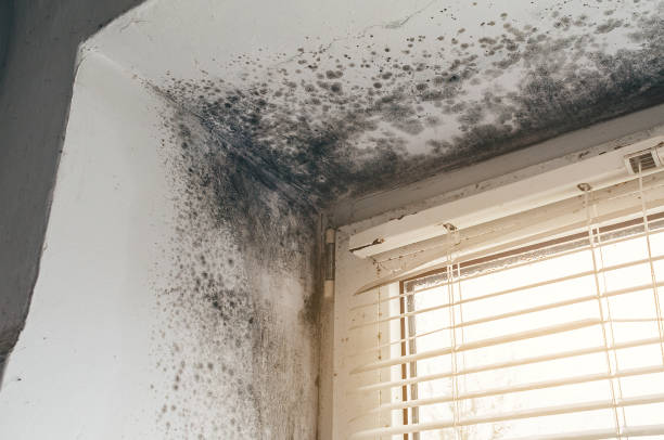 Affordable Mold Removal solutions in Oceanport, NJ